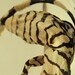 Juvenile Nile Monitor Lizard In Vintage Apothecary Jar