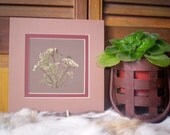 Real Pressed Herbs - Cilantro- 8 x 8 matted art - Organic herb garden