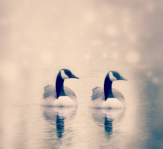 Reflection, Dreamy Fine art Photography, Twins, Wall Decor, ,Soft, Ethereal, Swans, Babies - SevenTen