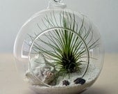 Air plant terrarium // Tillandsia Fillifolia // Living Home Decor // Indoor Garden // White Sand // Shells