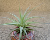 Tillandsia Aeranthos Large Form