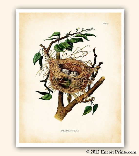 Items Similar To Bird Nest Eggs Art Print Antique Vintage Art Print