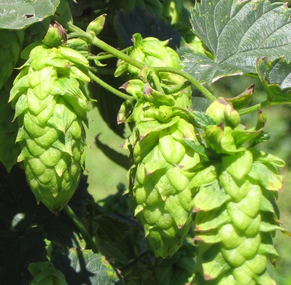 2012 Cascade Hops for Homebrewing - Whole Leaf Hops - 1 ounce packet