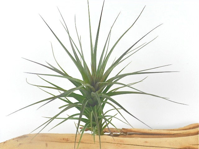 Air Plant - Tillandsia Tenufolia Surinamenisis // Amethyst // Terrarium Plant