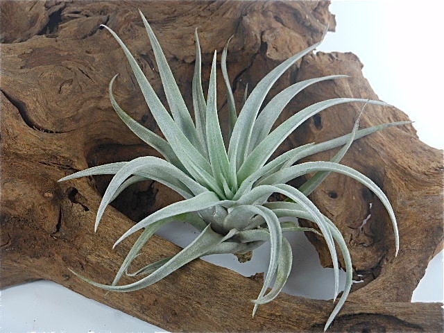 Tillandsia Air Plant -Harrisii Flowering Plant with Soft Leaves. Great Gift. Easy Care. Start your Collection Today.
