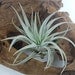 Tillandsia Air Plant -Harrisii Flowering Plant with Soft Leaves. Great Gift. Easy Care. Start your Collection Today.