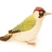 Green Woodpecker Embroidered Fabric Bird