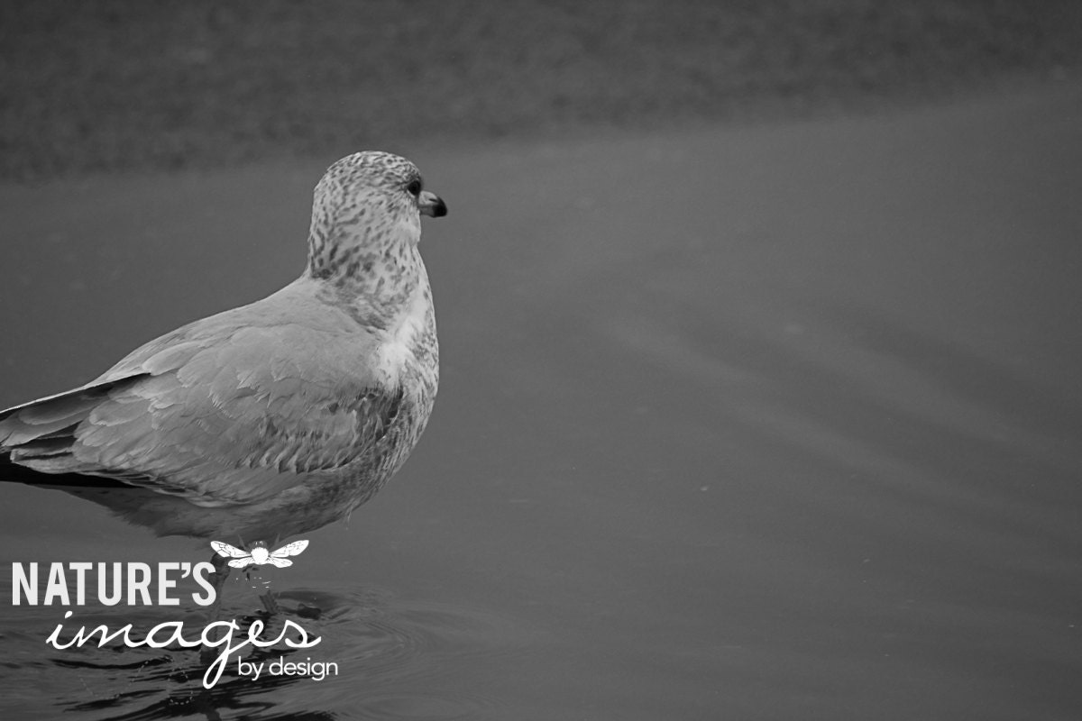 Single Seagull Image - Sea Bird Photo - 8X10 Print, bird photography, nature photography, black and white, seaside image, under 30