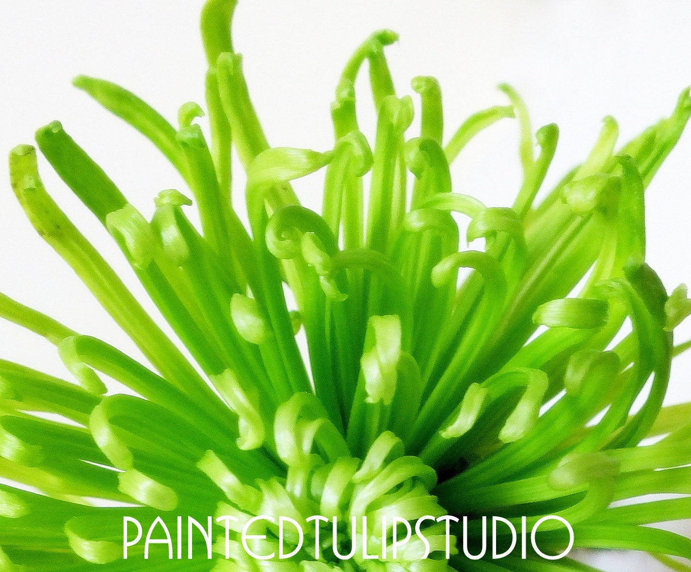 Fresh Lime Green Chartreuse Mum  Macro Close up Flower Fine Art Photography  / 8x10 Giclee Archival Reproduction Print