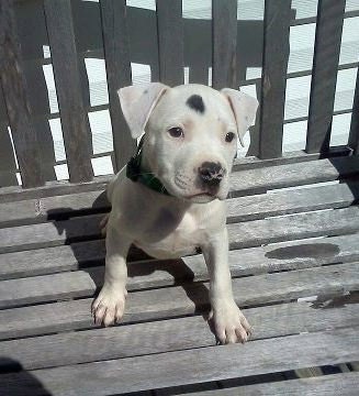 Puppy Collar: 3/4 inch wide Puppy Dog Collar adjustable