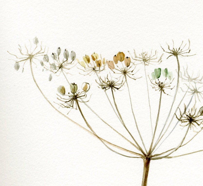 Reserved for yeejenni Queen Anne's Lace, Giant Hogweed Painting, original watercolor, fine delicate autumn flower painting, brown - VerbruggeWatercolor