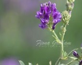Purple Wild flower Photograph - FREE SHIPPING - 8x10 print - purple - violet -