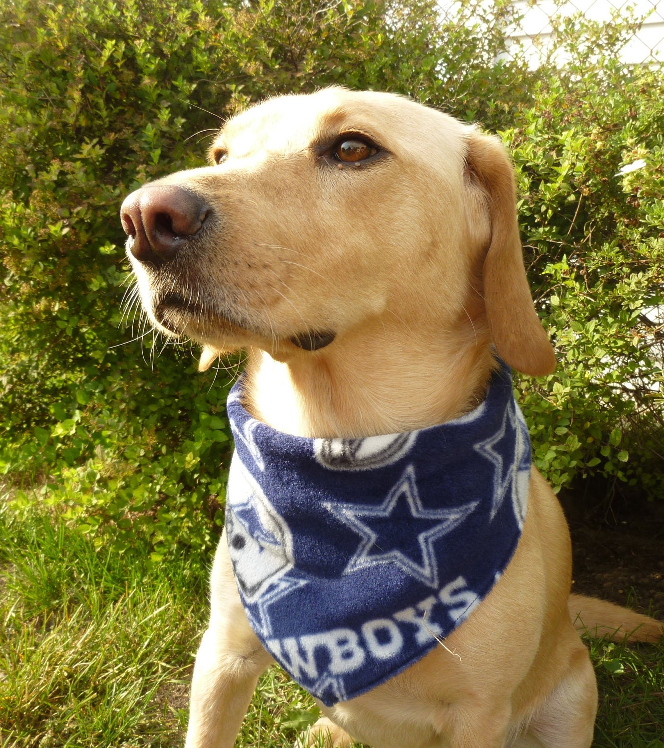 Dallas Cowboys S or XS Dog Bandana with Velcro by ericaburris
