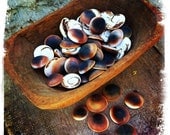 Cat's Eye Shell - Protection - Hoodoo - Evil Eye