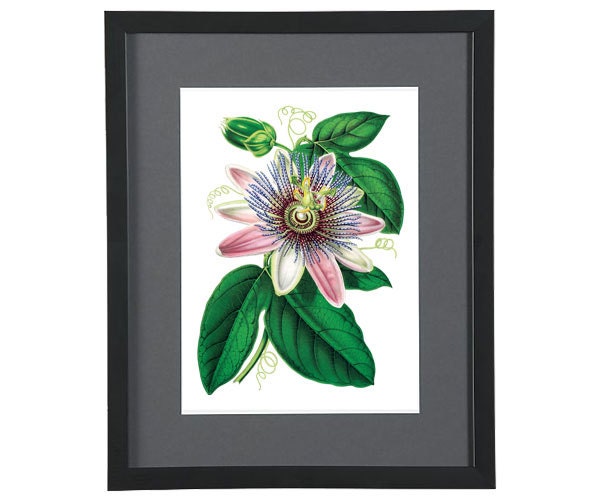 Large Digital Image PINK PASSIFLORA botanical illustrations 107