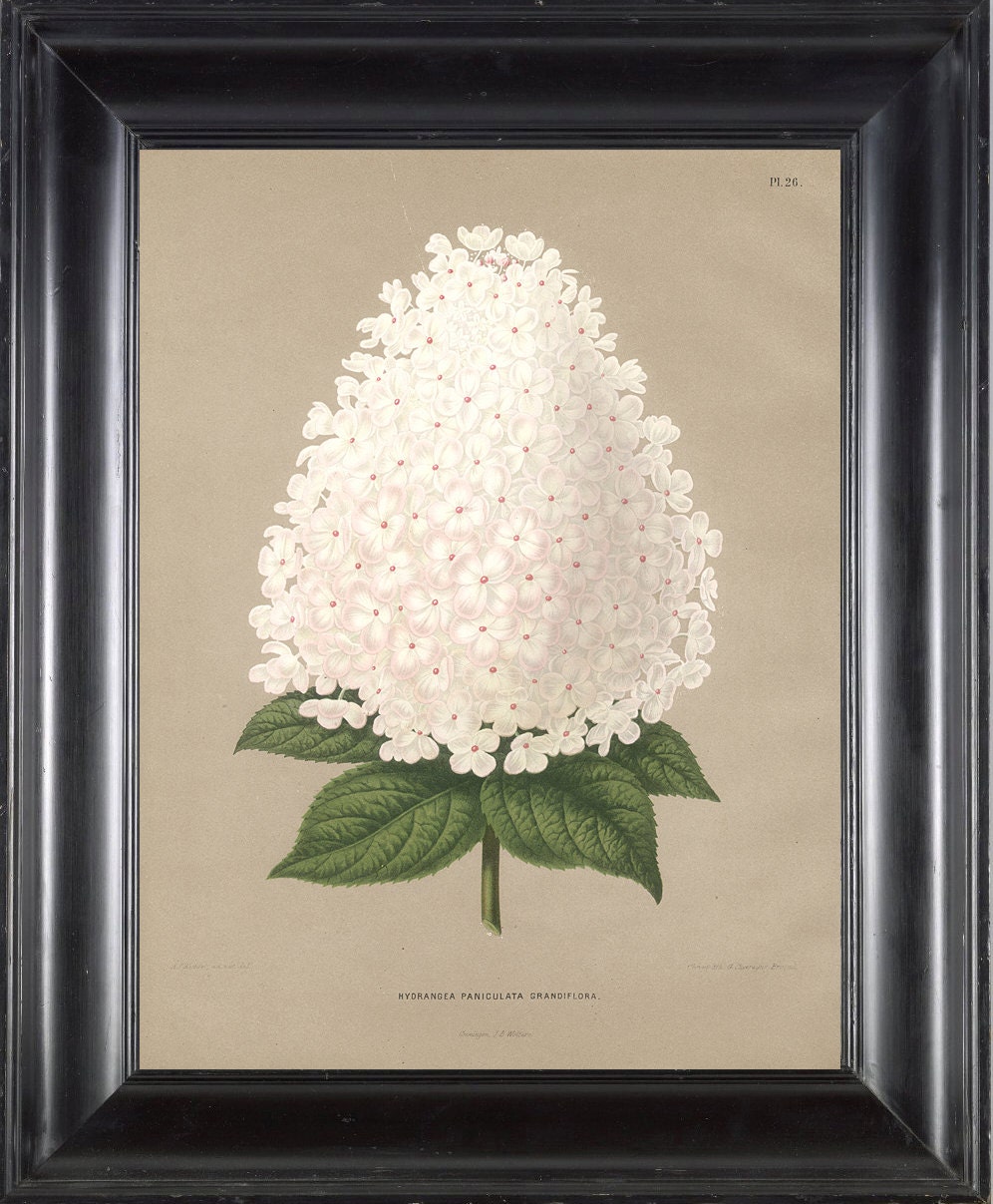 BOTANICAL PRINT Wendel 8x10 Botanical Art Print 25 Beautiful Antique White Peegee Hydrangea Flower Spring Summer Garden Plant to Frame