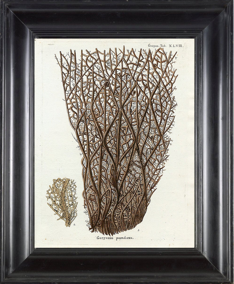 CORAL PRINT Esper  8x10 Art Print 13 Beautiful Antique Sea Ocean Coral Nature to Frame Home Decoration Wall Hanging Marine Nautical Seashore