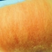 Pumpkin Orange, Carded Sheep WOOL ROVING,needle felting, spinning batt