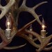 Legend Antler Designs "Fountain" Whitetail Deer Antler Chandelier Light Lamp Fixture