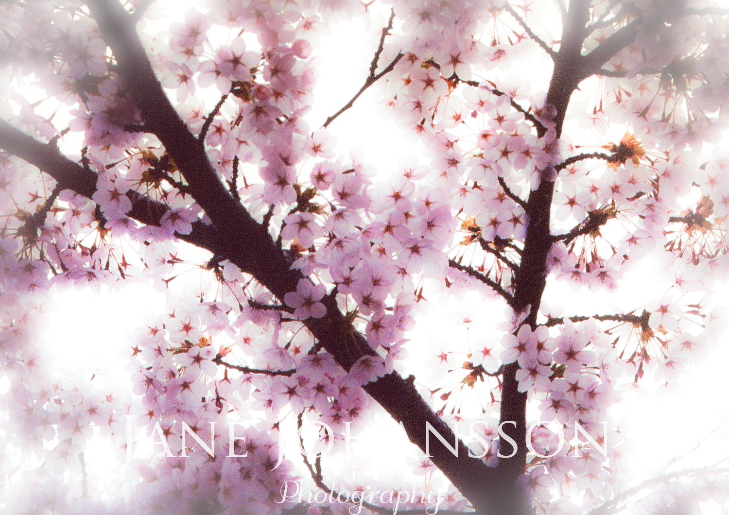 Cherry Blossom, pink spring blossom, fine art nature photograph - 8"x12" original print.