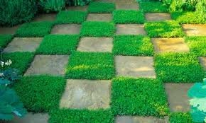 BULK 500 Seeds, Creeping Thyme, Walk on Me, Perennial Flower, Lemon Scent