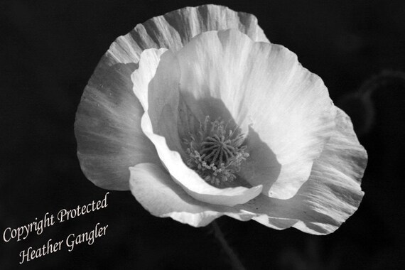Black and White Poppy 8x12 Wall Art Print by itspicturesque