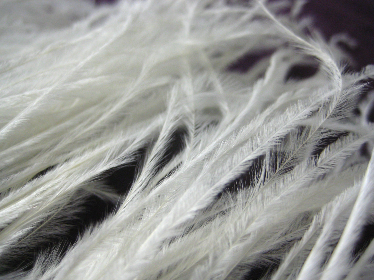 White Ostrich Feather Fringe for craft fascinator hairpiece hat / 1 YARD