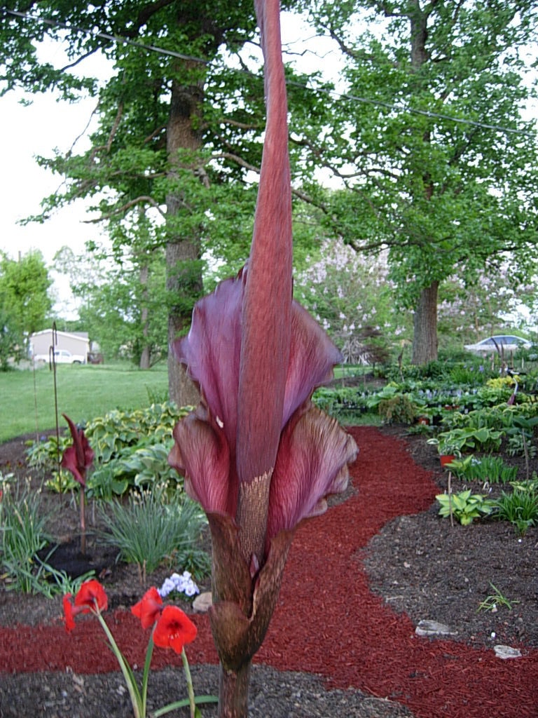 Amorphophallus Konjac Plant