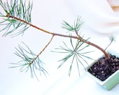 Bonsai - Pinus / Pine sapling seedling - Set at Angle - WorldOfBonsai
