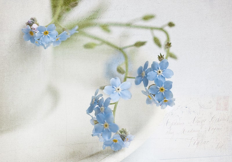 SAVE 25% Forget-me-not Photography, Fine Art Print 8x12", spring flowers, wall decor, wall art, home decor, blue white