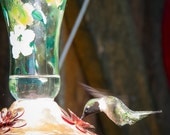 Photographic Print "Male Ruby Throated Hummingbird (2)"