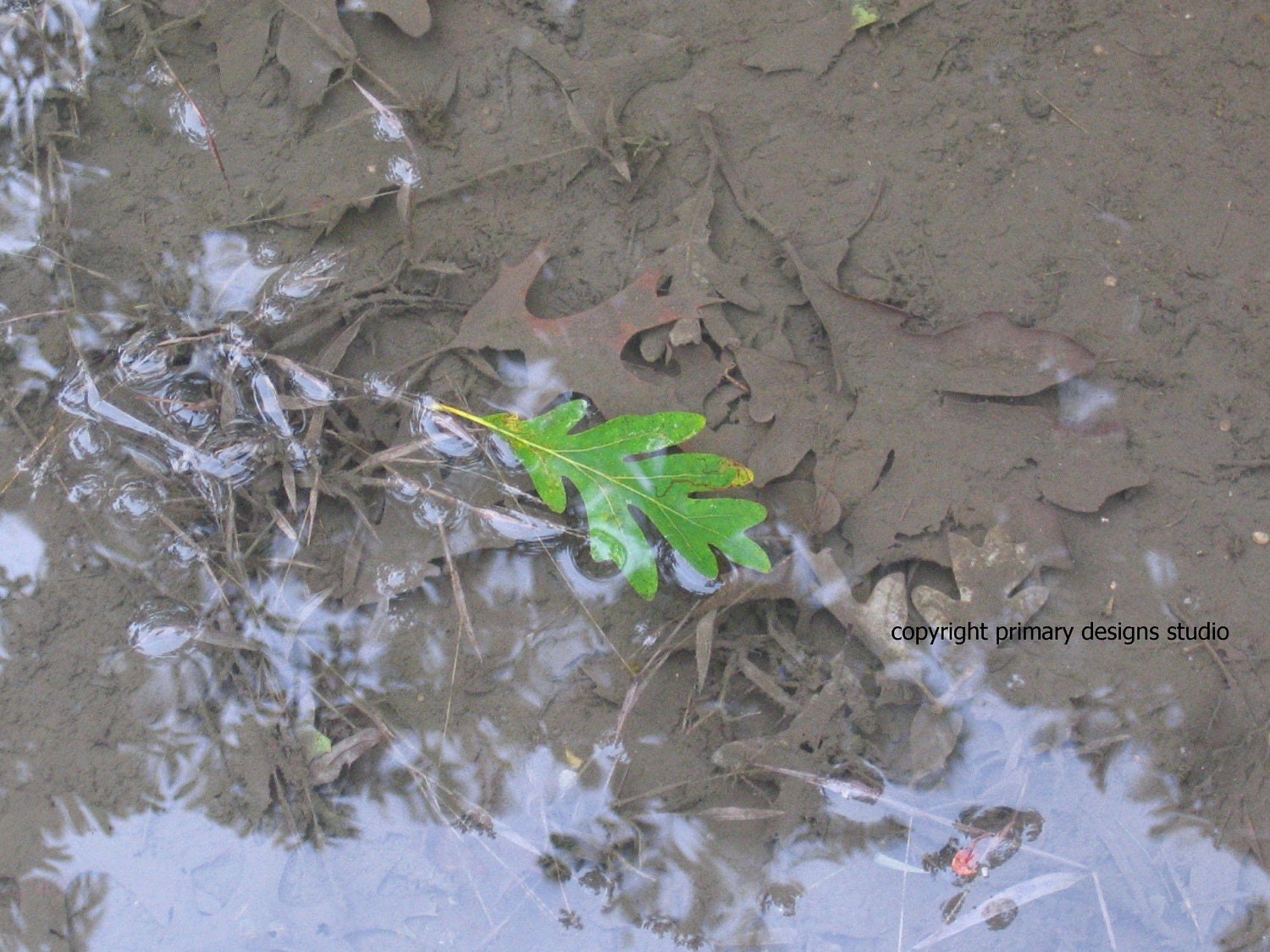 Floating Green Oak Leaf Photo