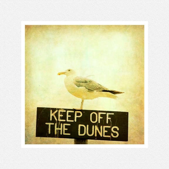 Beach Decor, pale mustard, seagull, Keep Off The Dunes, nature fine art photography print 8x8