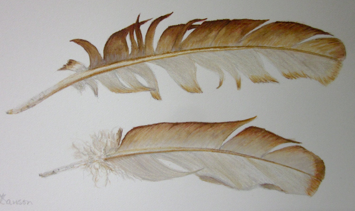 2 warm brown feathers -- original coloured pencil drawing
