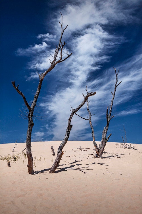Tree Trunks on the Silver Lake Dunes with Cirrus Clouds No.37