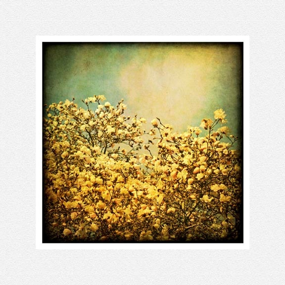 Nature Photography, tree, spring, mustard aqua, Magnolia, nature fine art photography print 10x10 mothers day