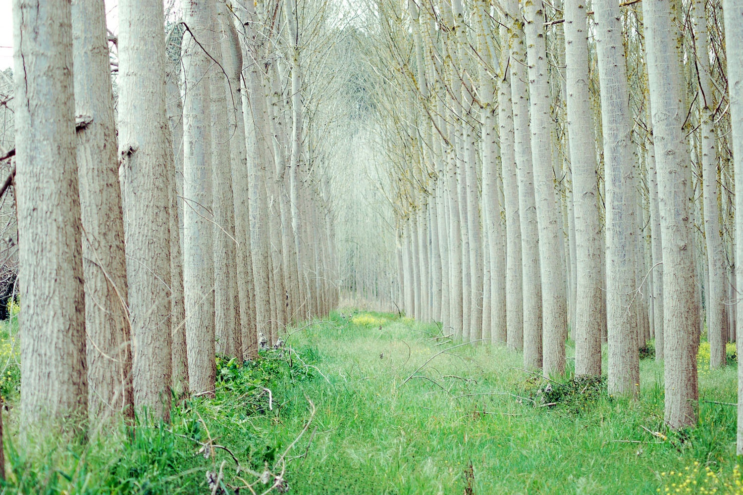 White forest - Photo print  20x30cm