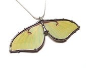 Real Luna Moth Necklace - Statement Necklace