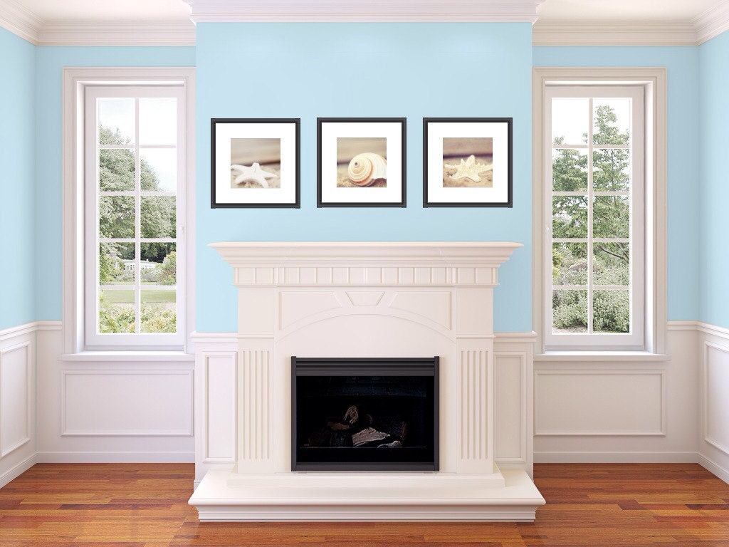 Fine Art Photography Shells 3 8x8 Prints Modern Wall Decor, Room Decor