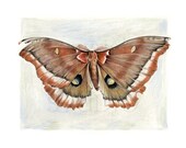 Giant Silk Moth Original Art, Science, Father's Day, drawing, wings, insects, butterfly, natural history