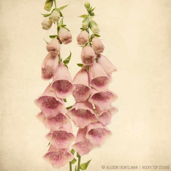 Foxglove Flower Photography Print, Botanical Print, Fine Art Photograph, Spring Flower Photo, Flower Wall Decor, Pastel Pink & Taupe