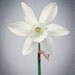 Daffodil Photo, Botanical Print, Spring Flower Print, 8x10 Photograph, Floral Artwork, Fine Art Flower Photography Print, Wall Decor