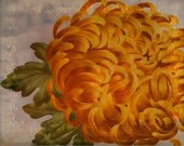 Gold Crysanthemum  Vintage Floral Botanical Texture  Altered Art Digital Download Commercial Use