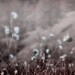 16x20 High Res Botanical Dreamy Photo Misty Foggy  Bathroom Decor Digital Download Photograph Commercial Use