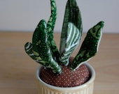 Small Aloe Plant