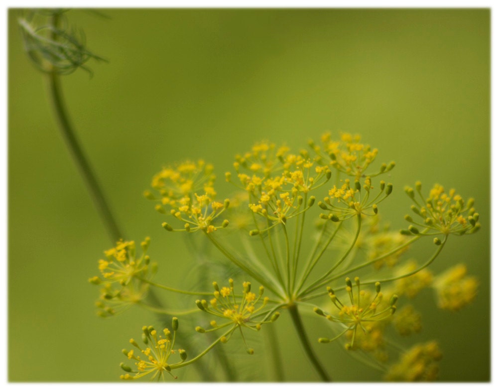 Golden Yarrow, Nature Photography - 8x10 Art Print, Floral Garden Home Decor