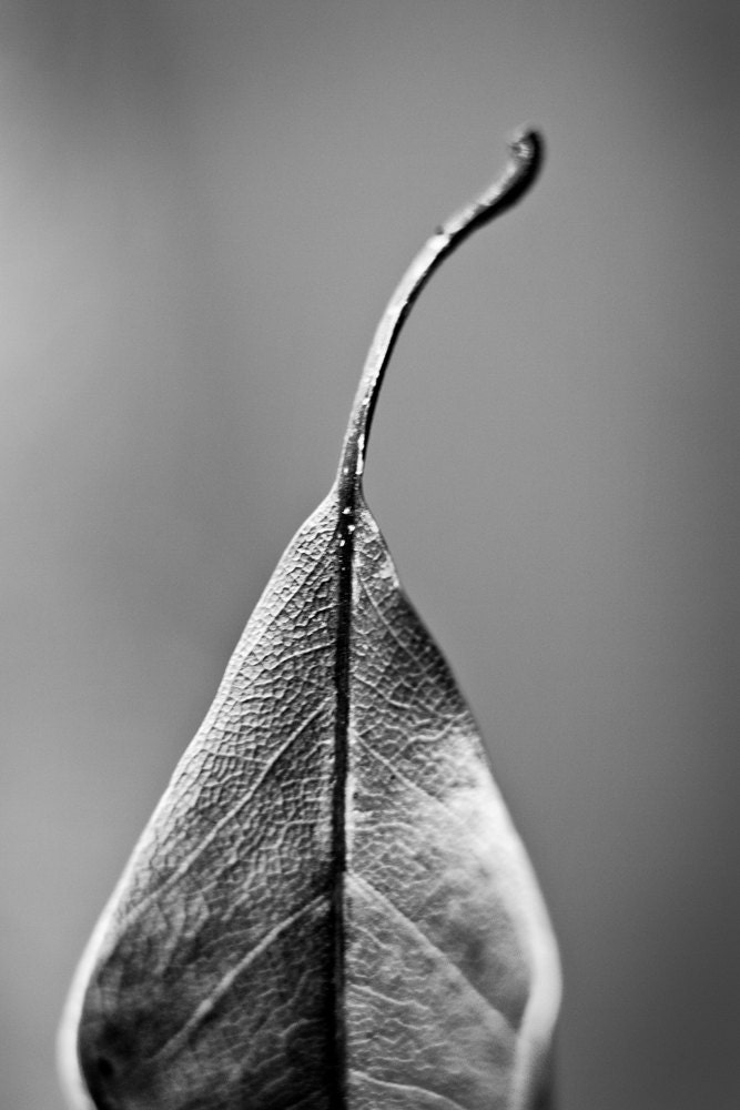 Leaf 8 x 12 Black and White Photograph