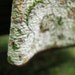 quilt - throw size - rustic woodlands- Ready to ship