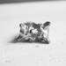 Nuzzling Foxes Ring in Silver