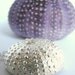 Sea Urchin Necklace Fit for a Mermaid Sterling Silver
